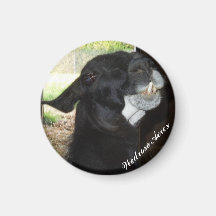 Wedrose Acres Llama magnet