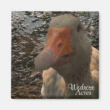Wedrose acres square magnet 1