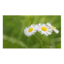 Weed daisy business card