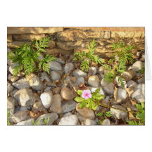 Weeds Greeting Cards
