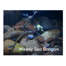 Weedy Sea Dragon Postcard