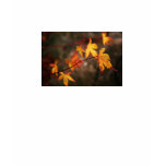 Weeping Autumn Fitted Ladies Shirt