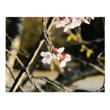 Weeping Cherry 3 Postcards