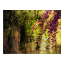 Weeping Cherry Blossoms in Sunlight Post Cards