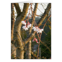 Weeping Cherry Portrait Greeting Card