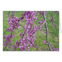 Weeping Redbud Note Card