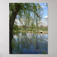 Weeping Willow Print