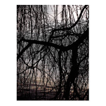 WEEPING WILLOW TREES POST CARD