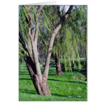"Weeping Willows:" card