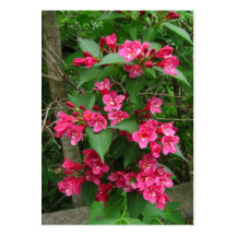 Weigela Bush ~ ATC Business Card Template