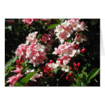 Weigela. Pretty Pink Flowers. Card