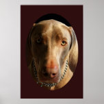 Weimaraner - Determination Posters