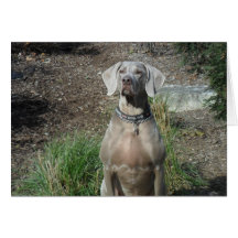 Weimaraner Dog Greeting Card