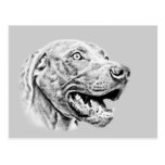 Weimaraner dog post card
