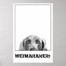 Weimaraner In A Box Poster