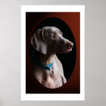 Weimaraner In The Morning Light Poster