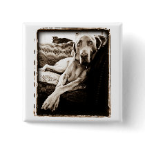 Weimaraner Nation : Ballou's Chair Pinback Button