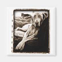 Weimaraner Nation : Ballou's Chair Refrigerator Magnets