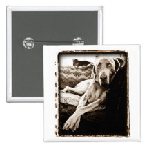 Weimaraner Nation : Ballou's Chair Pinback Button