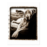 Weimaraner Nation : "Ballou's Chair" Post Card