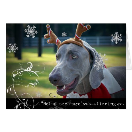 Weimaraner Nation: "Not a creature was stirring... Card