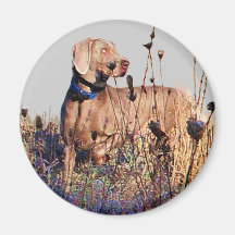 Weimaraner On Retrieve Magnets