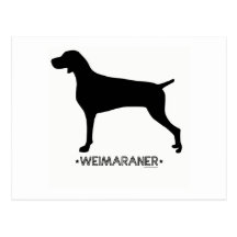 Weimaraner Postcard
