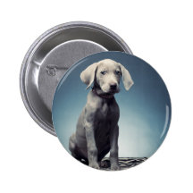 Weimaraner puppy buttons
