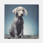 Weimaraner puppy magnets