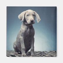 Weimaraner puppy magnets