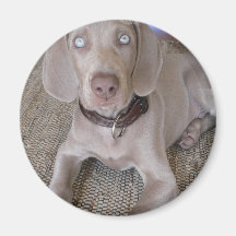 Weimaraner Puppy Round Magnet
