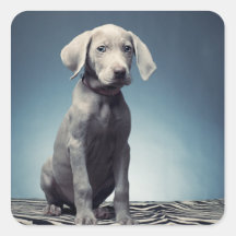 Weimaraner puppy stickers