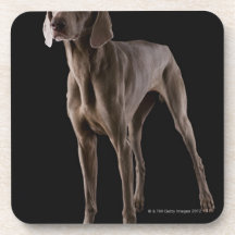 Weimaraner, studio shot coaster