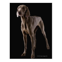 Weimaraner, studio shot postcard