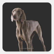 Weimaraner, studio shot stickers