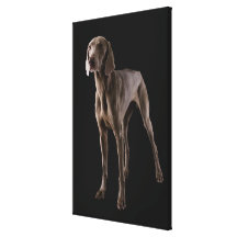 Weimaraner, tir de studio toile tendue sur châssis