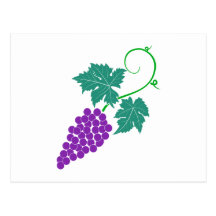 Weintrauben Rebe grapes grapevine Postkarte