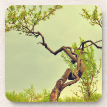 Weird tree beverage coaster