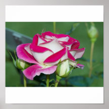 weiss - rote Rose Plakatdruck