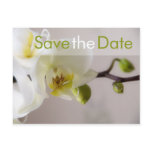 Weiße Orchidee • Save-the-Date-Postkarte