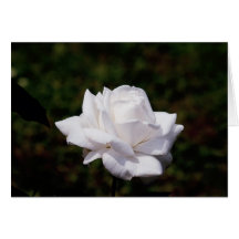weisse Rose Grußkarte