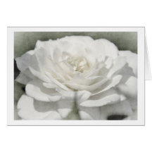 weisse Rose Grusskarte