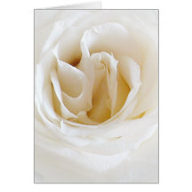 Weiße Rose - Snowy Karten