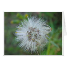 Weisse, zarte Wildblume Karte