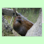 Weka cards