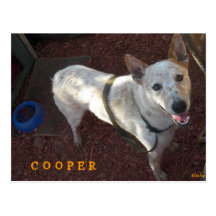 WELCOME TO YOUR NEW HOME COOPER POST CARDS