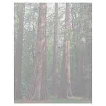 Wellingtonia, Westonbirt Arboretum, England Letterhead Design