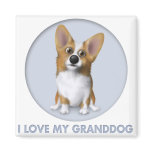 Welsh Corgi 1 Granddog