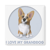 Welsh Corgi 1 Granddog