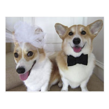 WELSH CORGI BRIDE AND GROOM POSTCARDS